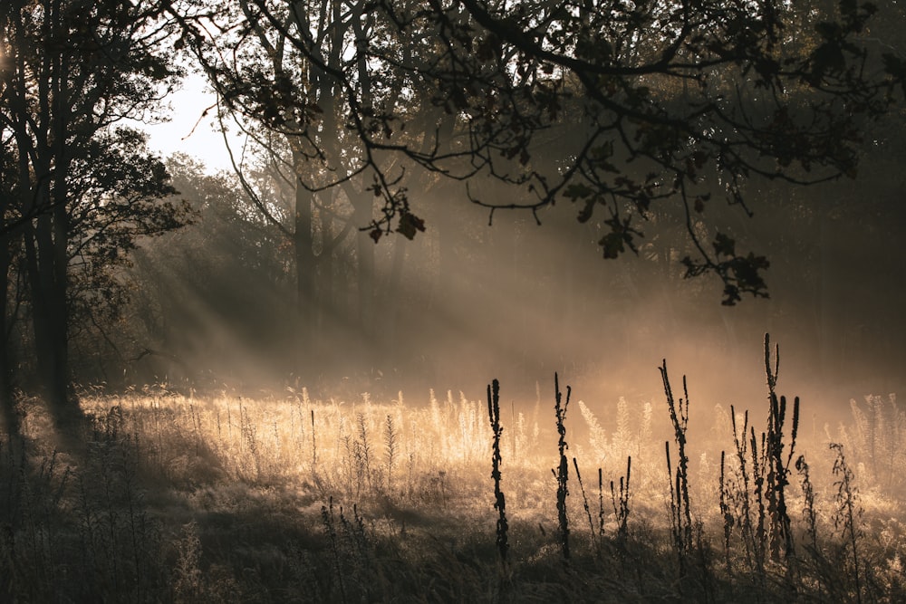 Il sole splende tra gli alberi in una giornata nebbiosa