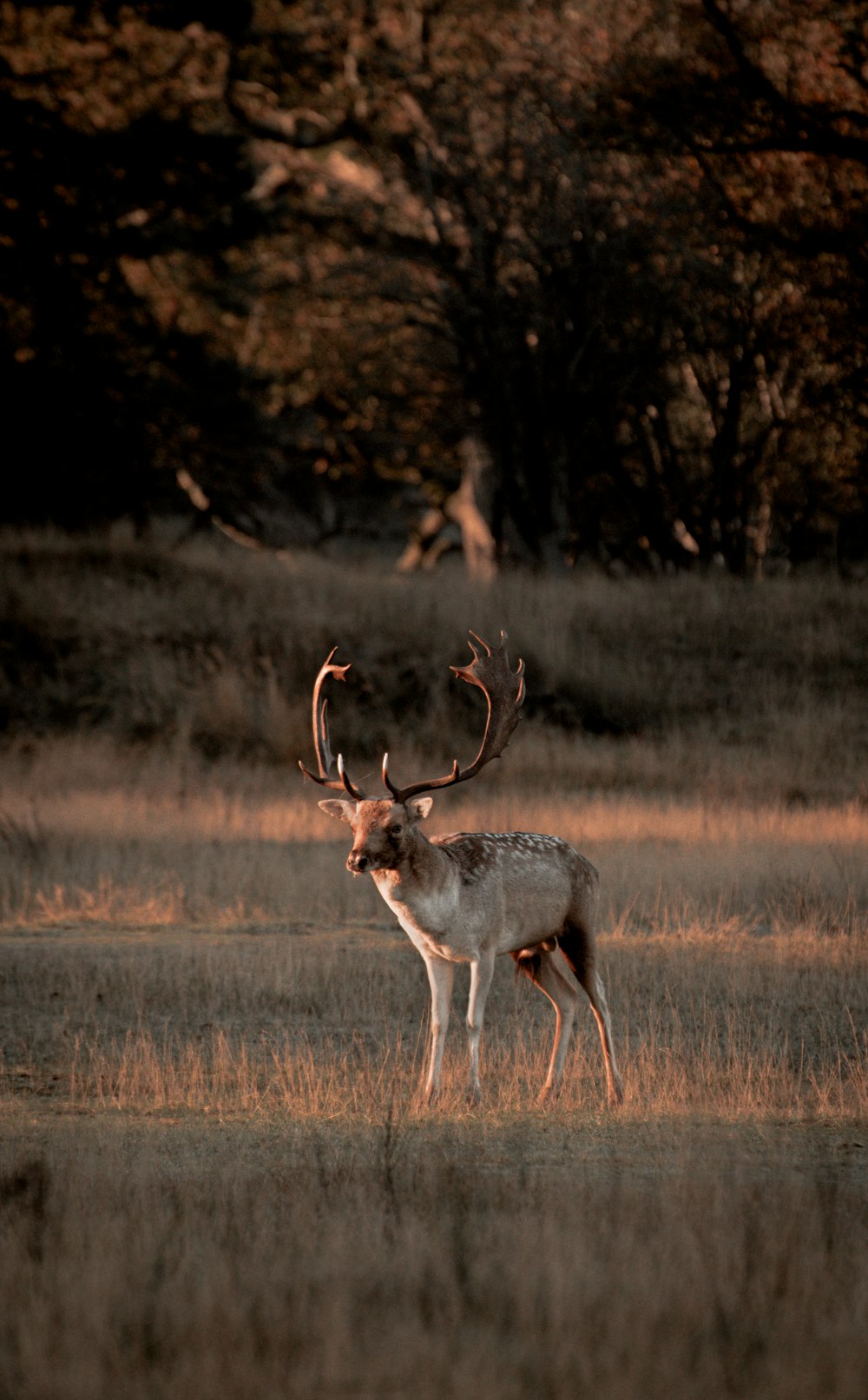 a deer standing in a field with trees in the background