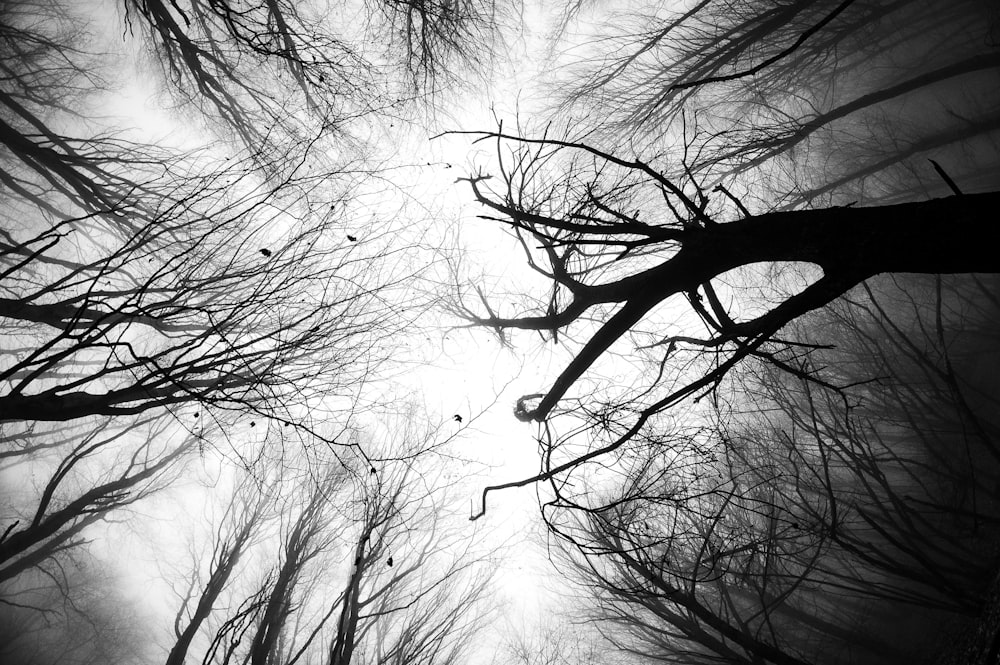 a black and white photo looking up at the tops of trees