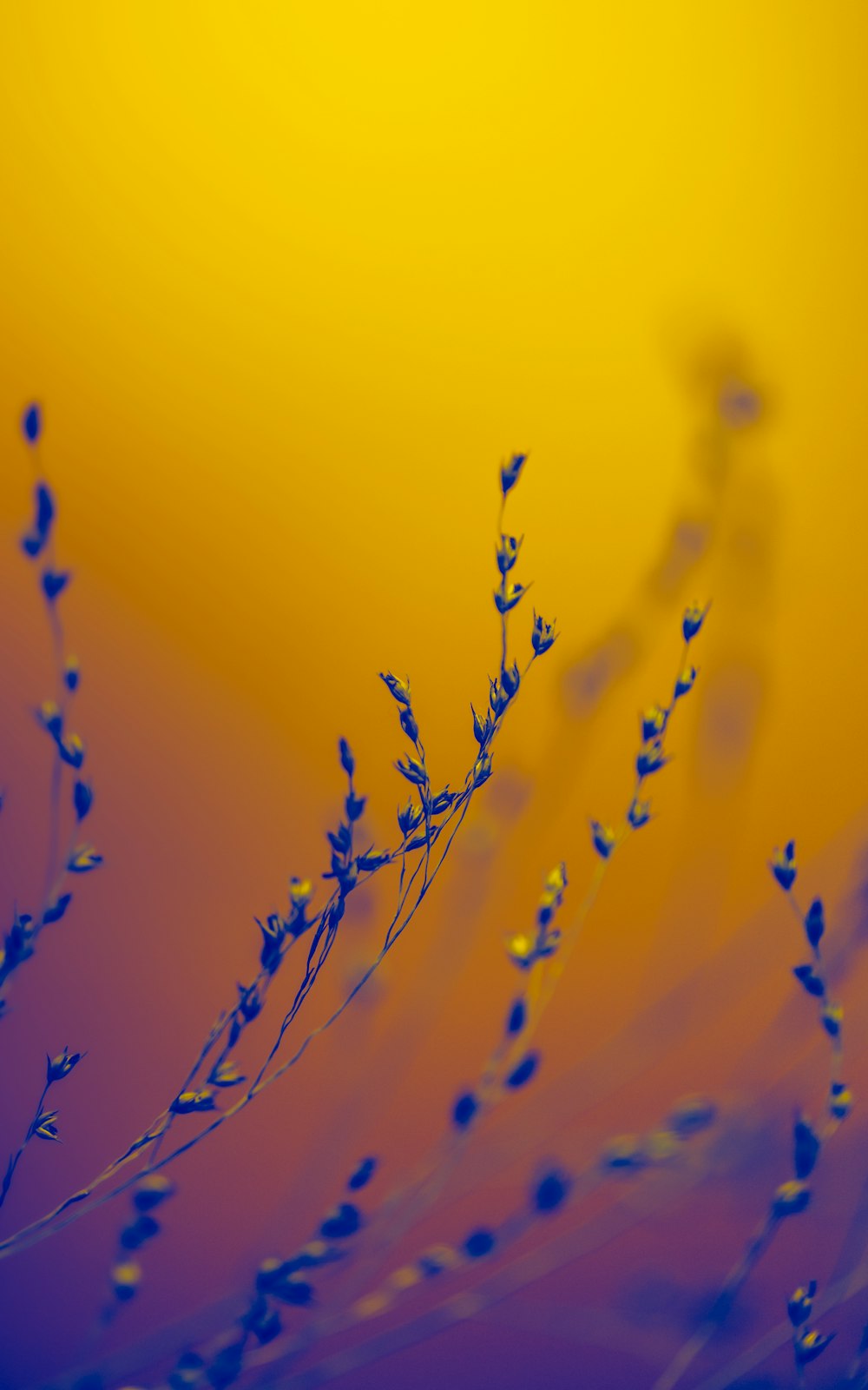 a close up of a plant with water droplets on it