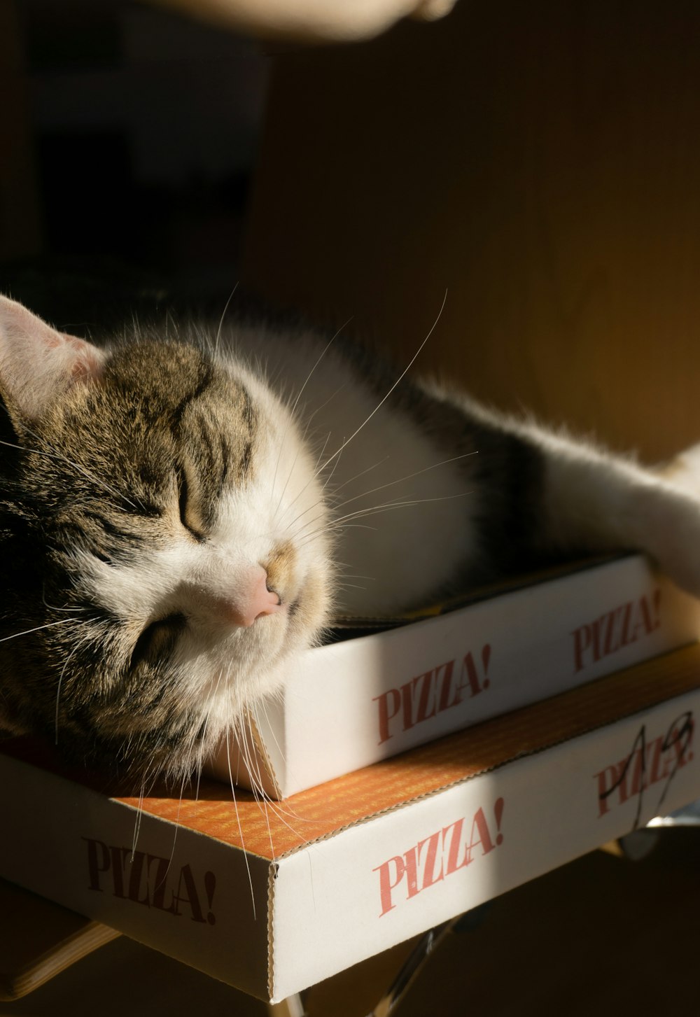 a cat laying on top of two pizza boxes