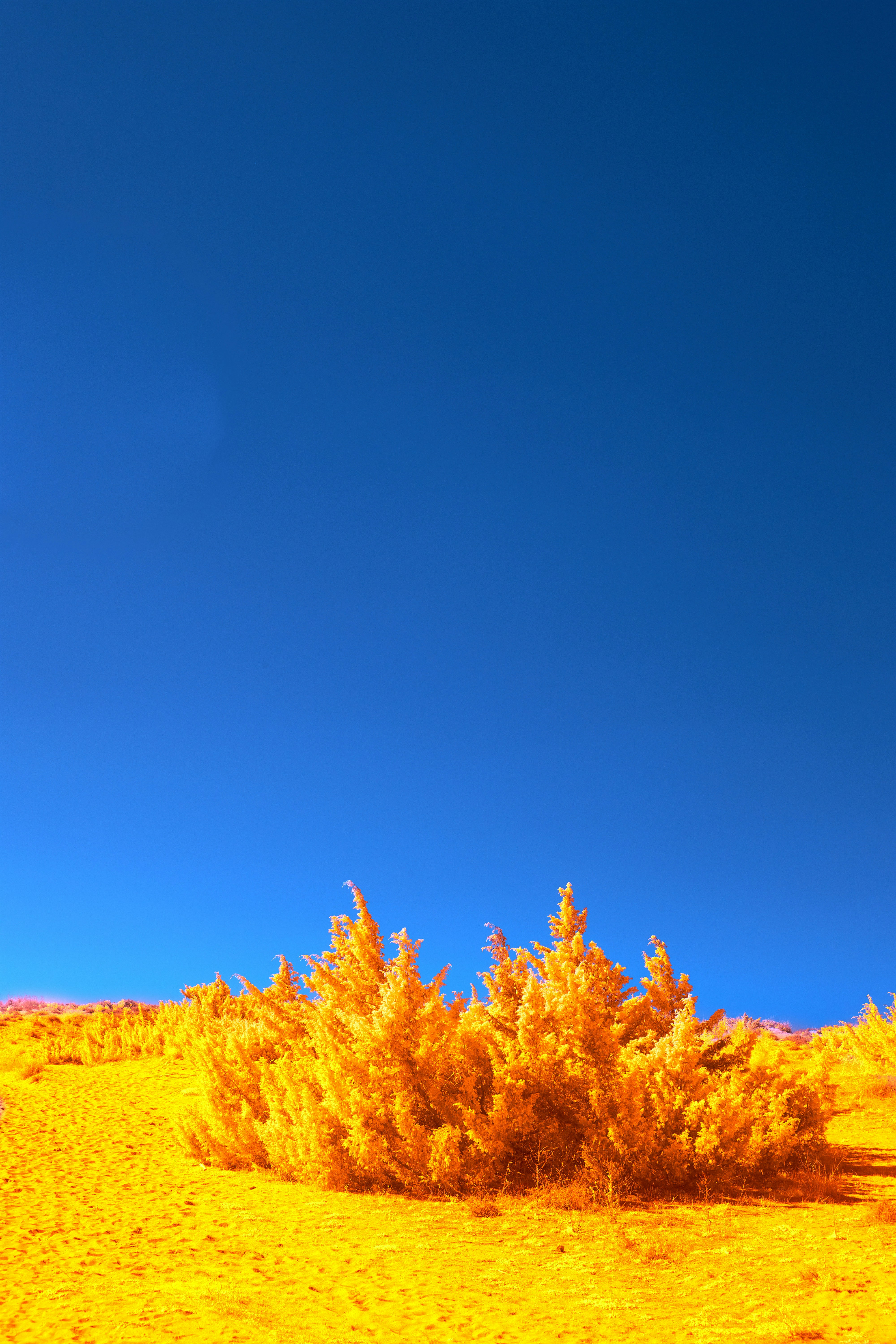A yellow bush in the middle of a desert photo Free Blue Image on Unsplash