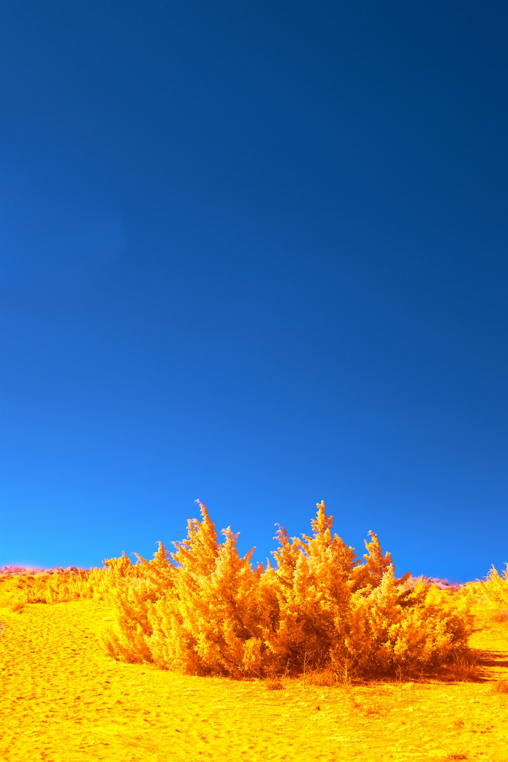 a yellow bush in the middle of a desert