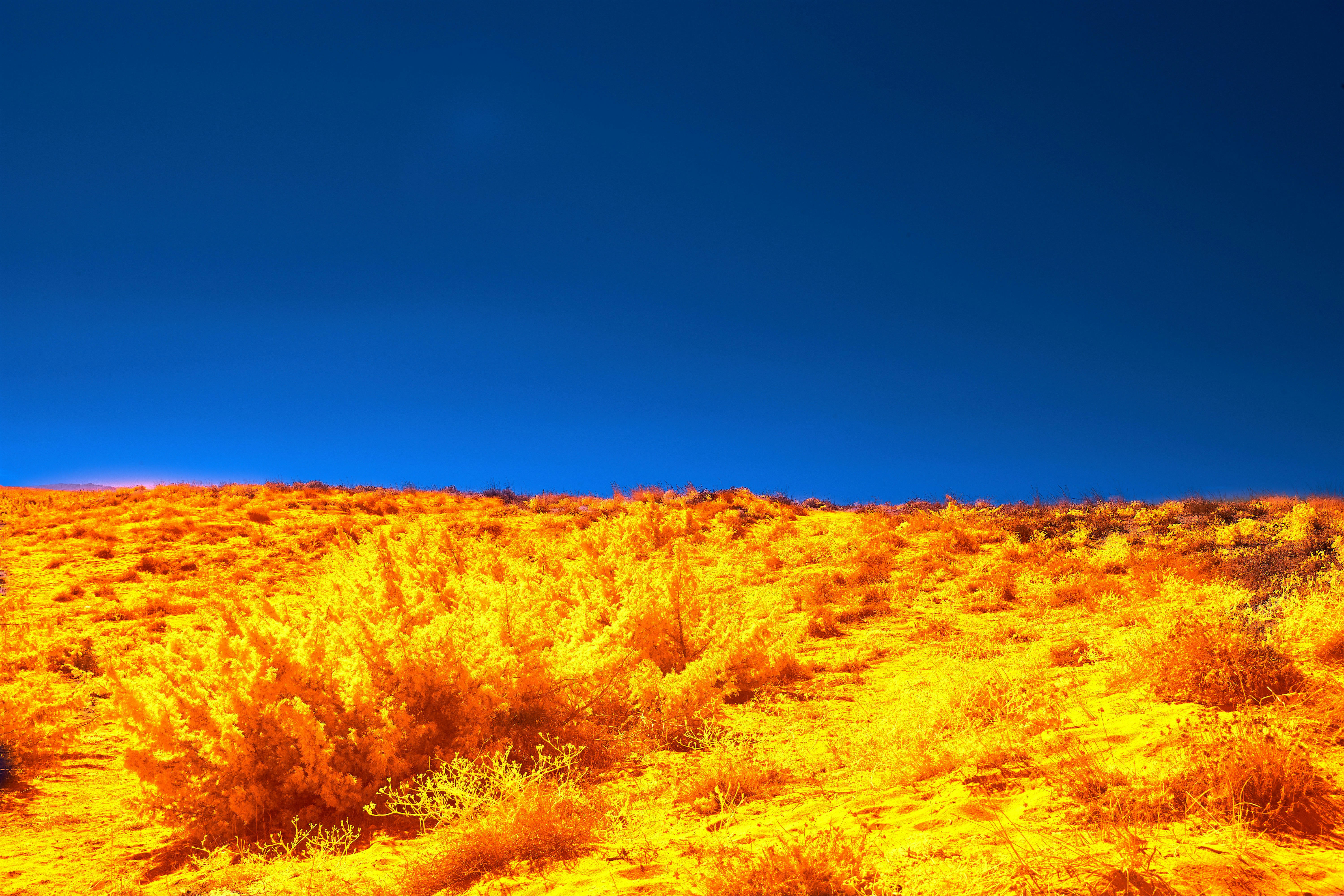 Photo by wolfgang_hasselmann