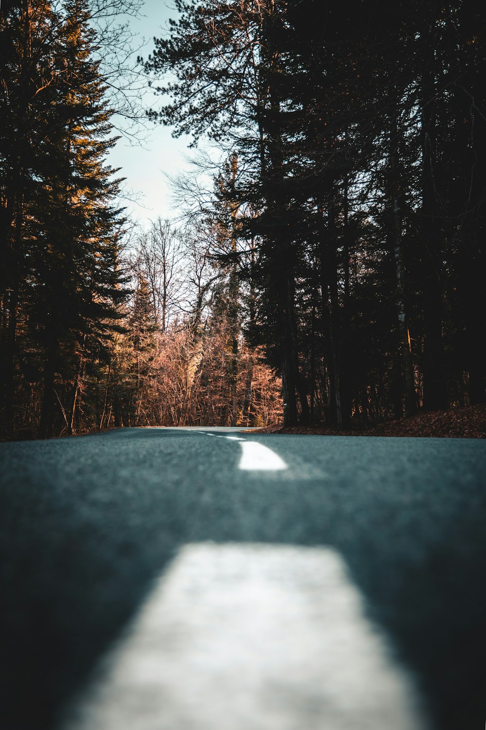 an empty road in the middle of a forest