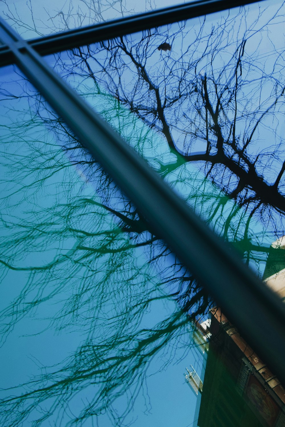 the reflection of a tree in a car window