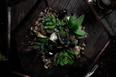 A geometric terrarium contains a small garden arrangement of various succulents. The succulents are nestled among pebbles and stones, and the overall look is vibrant with shades of green. The terrarium itself sits on a dark wooden surface, casting shadows and adding depth to the presentation.
