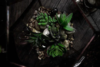 A geometric terrarium showcasing a mix of succulents and air plants with smooth stones at the base.