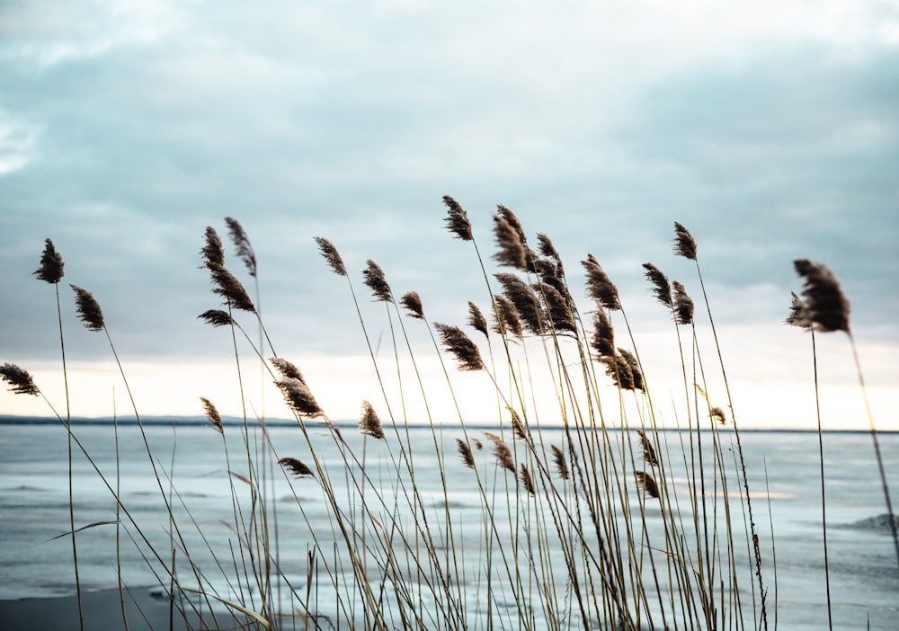 a bunch of tall grass blowing in the wind