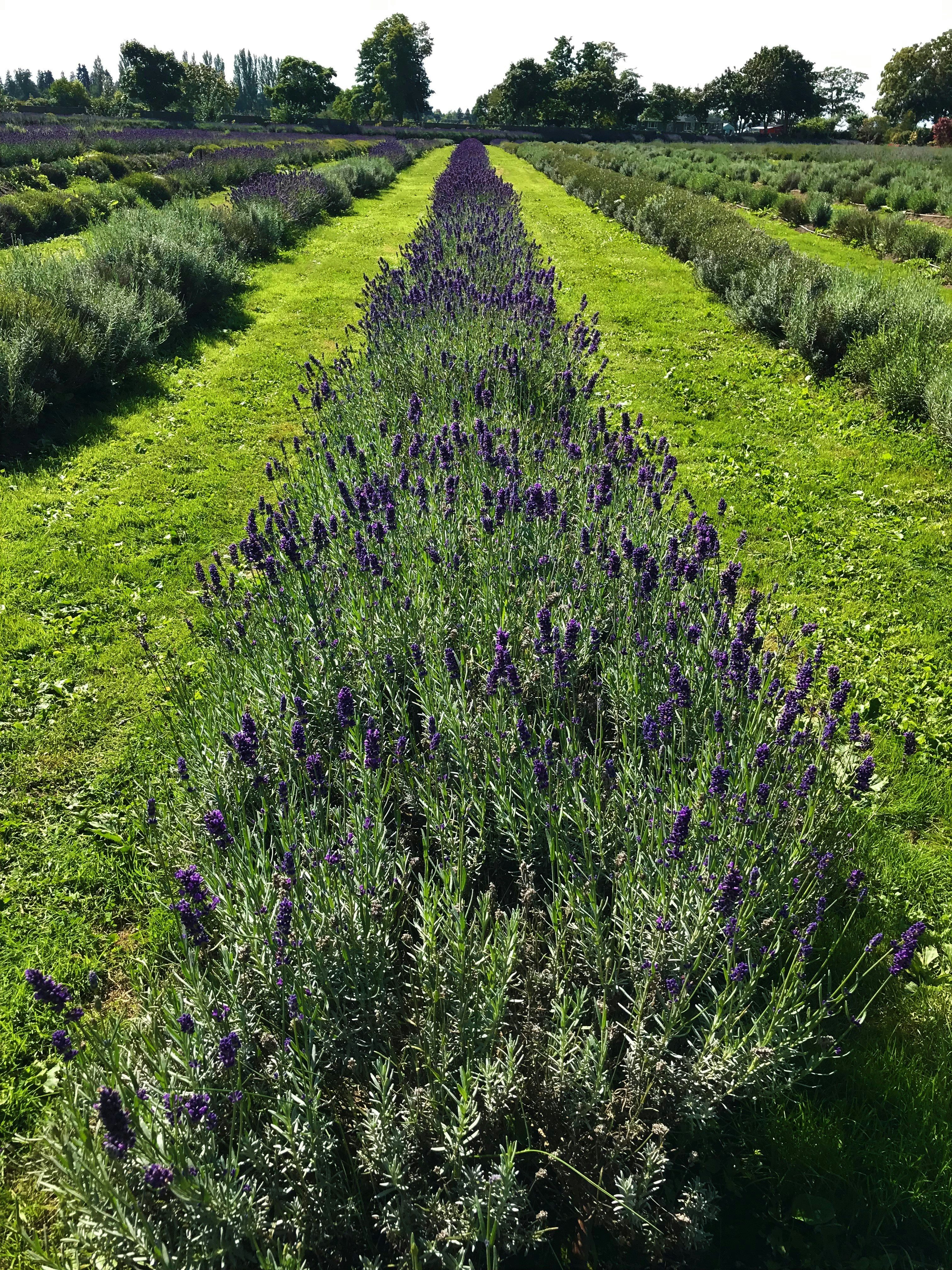 Pure Lavender Essential Oil