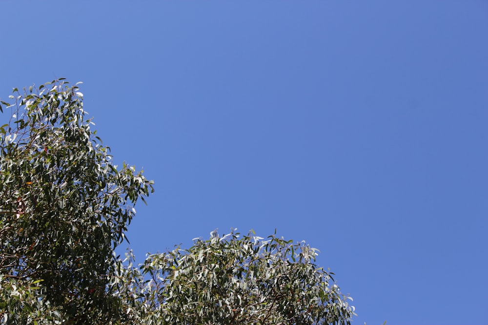 a clear blue sky with some trees in the foreground