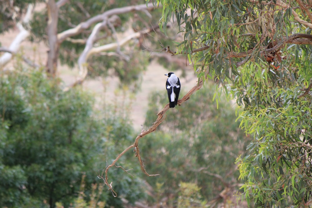 a black and white bird perched on a tree branch