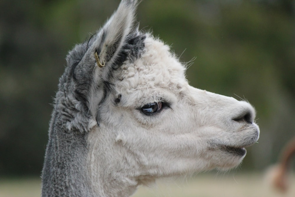 a close up of a llama with a blurry background