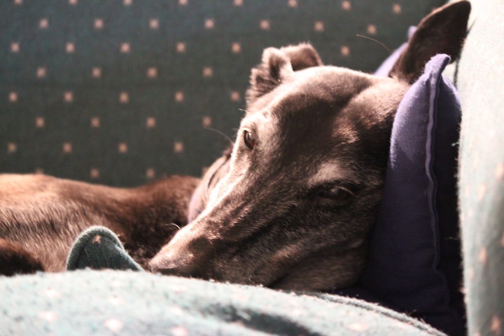 a brown dog laying on top of a couch next to a pillow