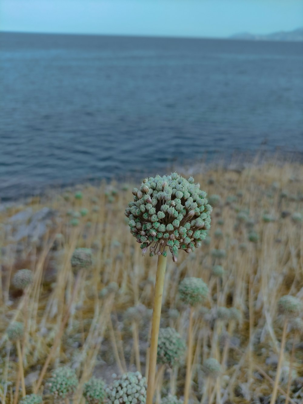 a plant in the middle of a field near a body of water