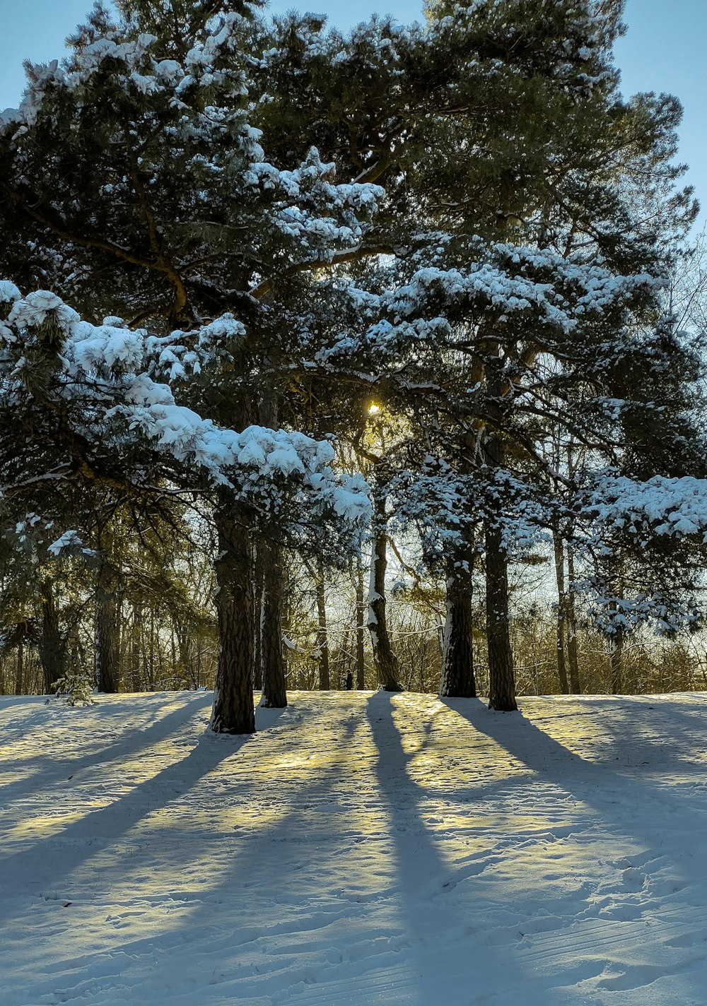 the sun is shining through the trees in the snow