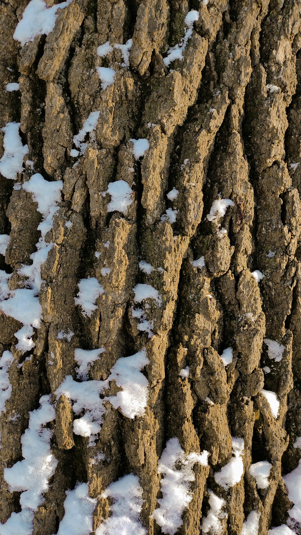 a close up of a snow covered tree trunk
