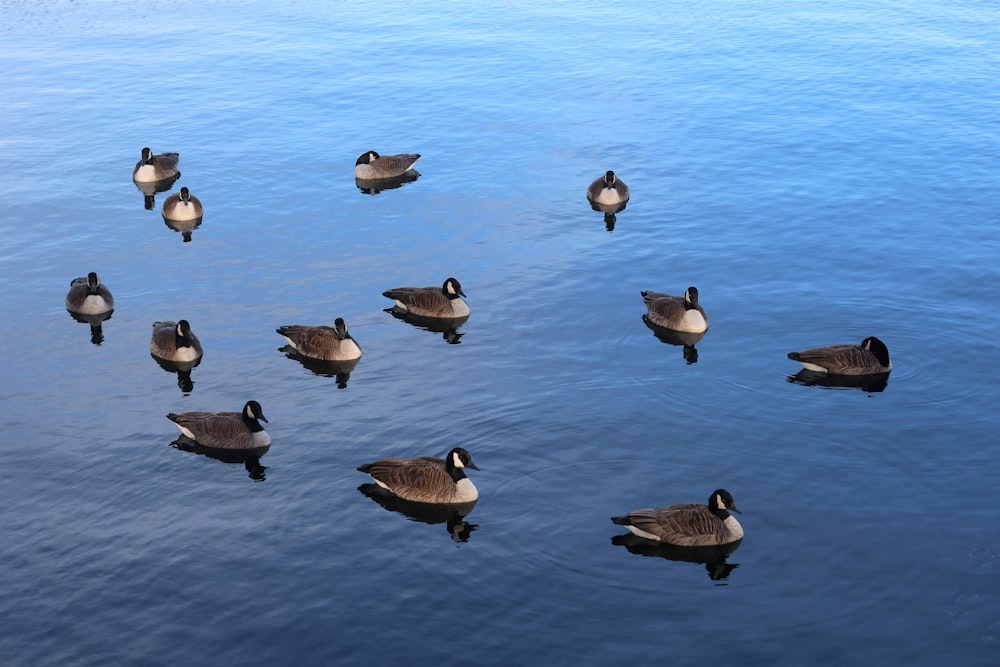 Una bandada de patos flotando en la cima de un lago