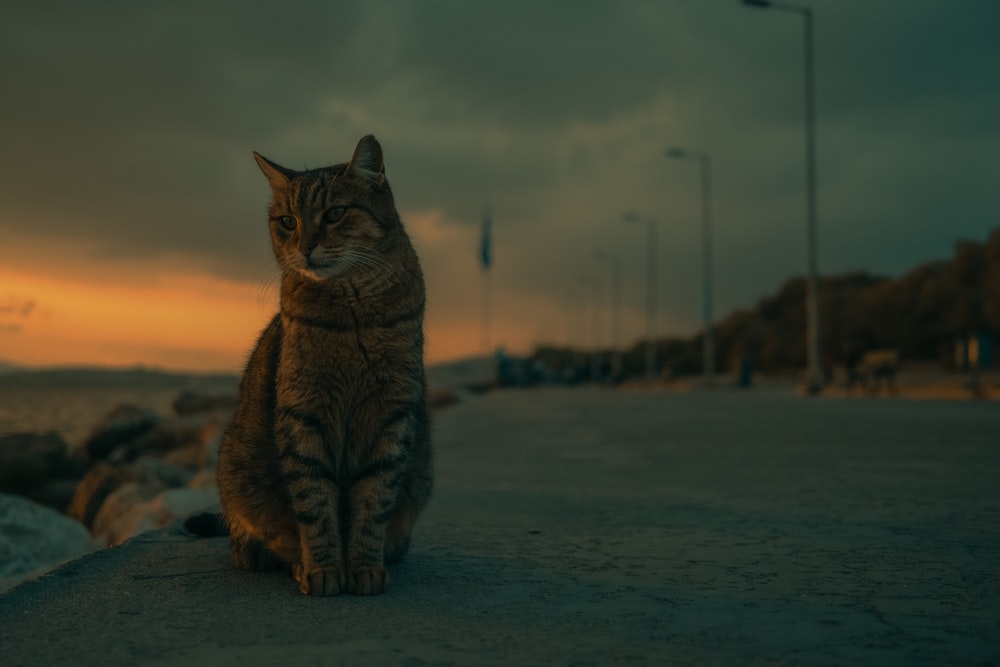 a cat is sitting on a ledge near the water