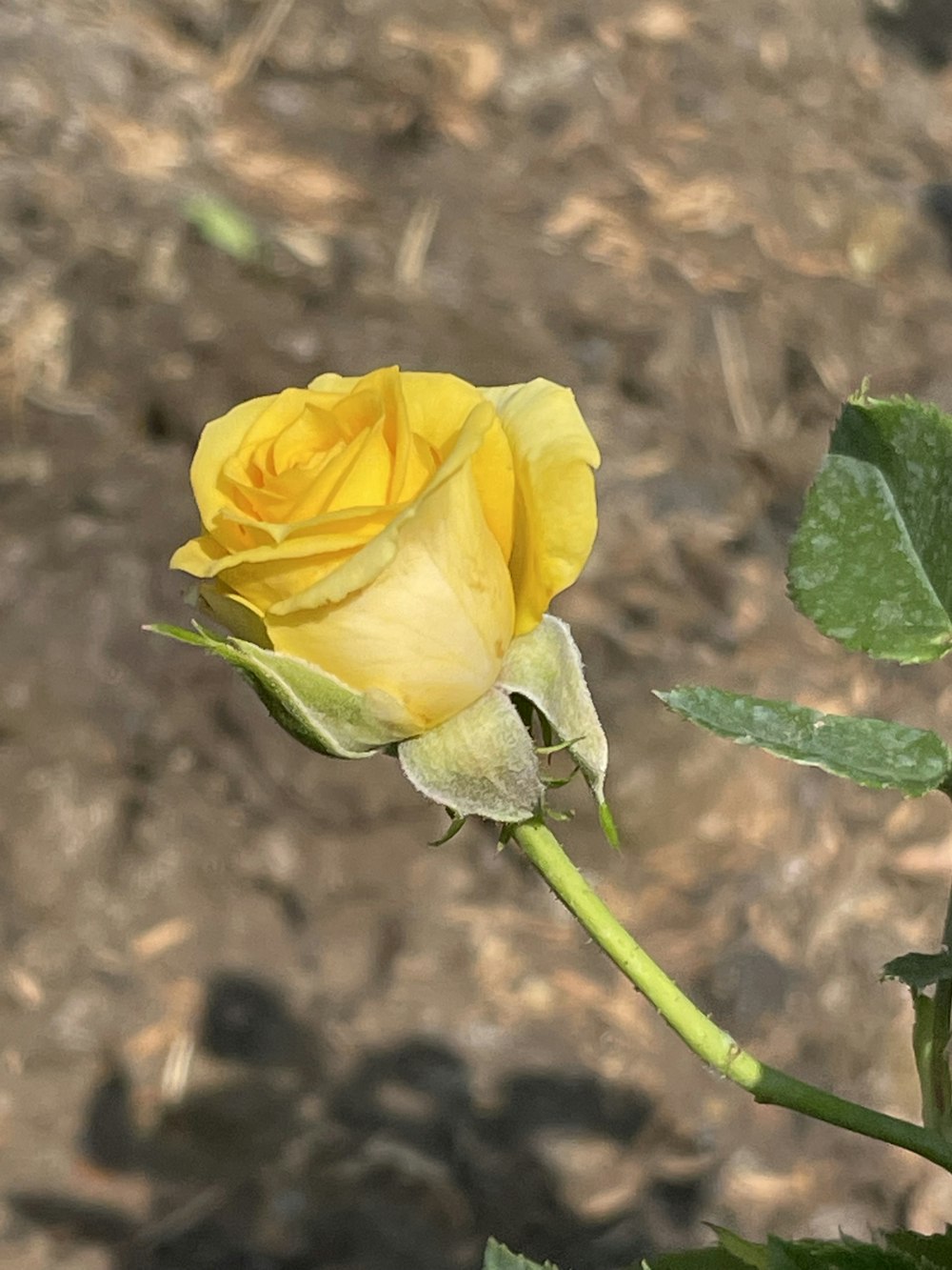 a single yellow rose budding in a garden