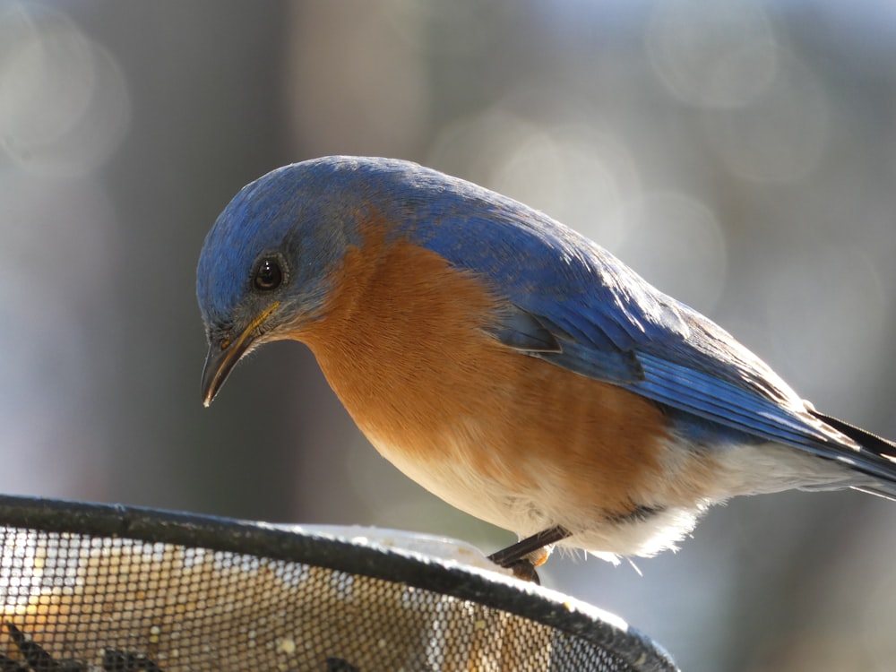 a blue bird perched on top of a bird feeder