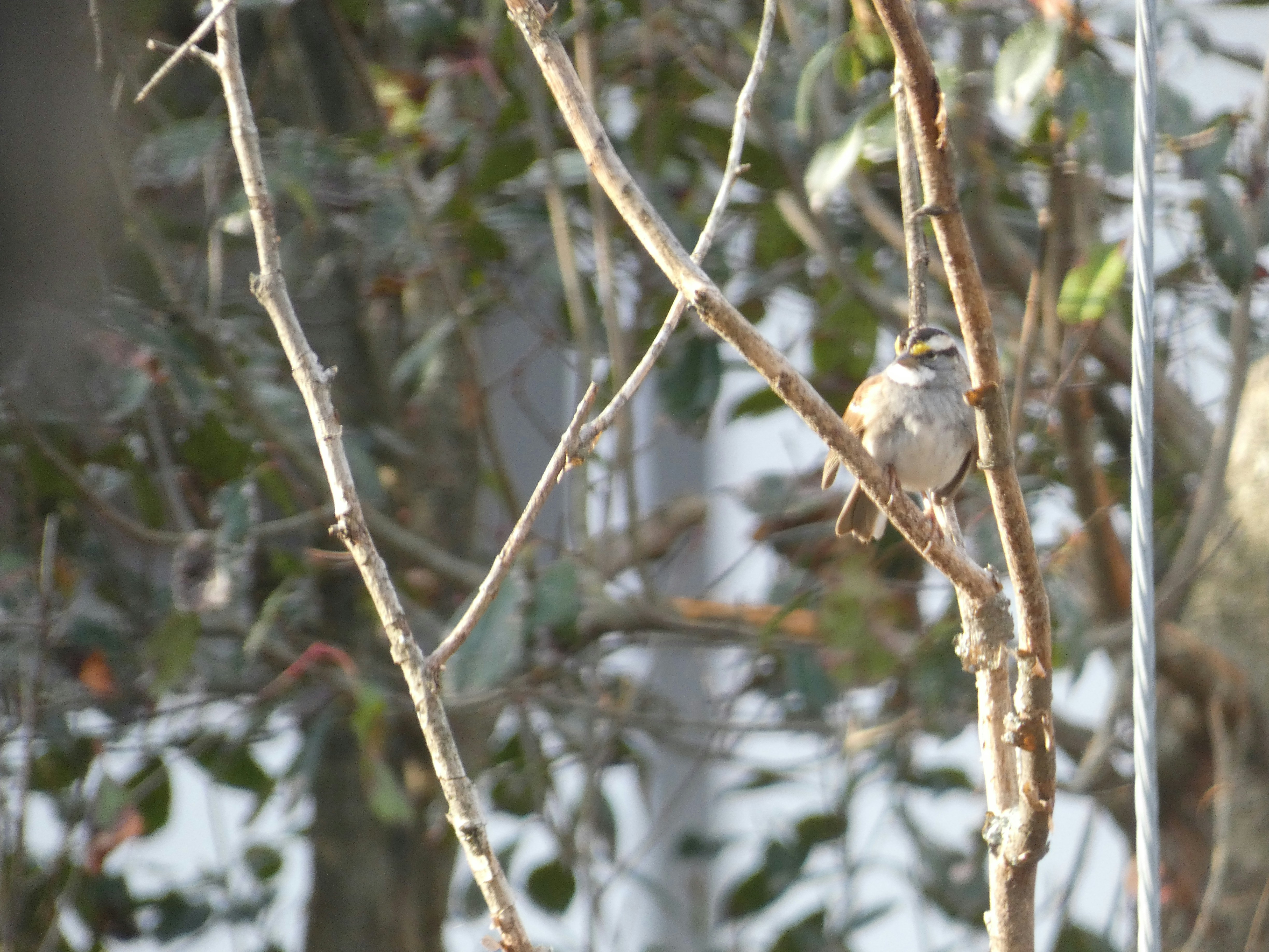 Photo by arkansas007