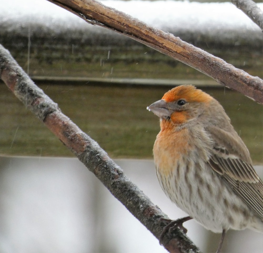 a small bird perched on a tree branch in the snow