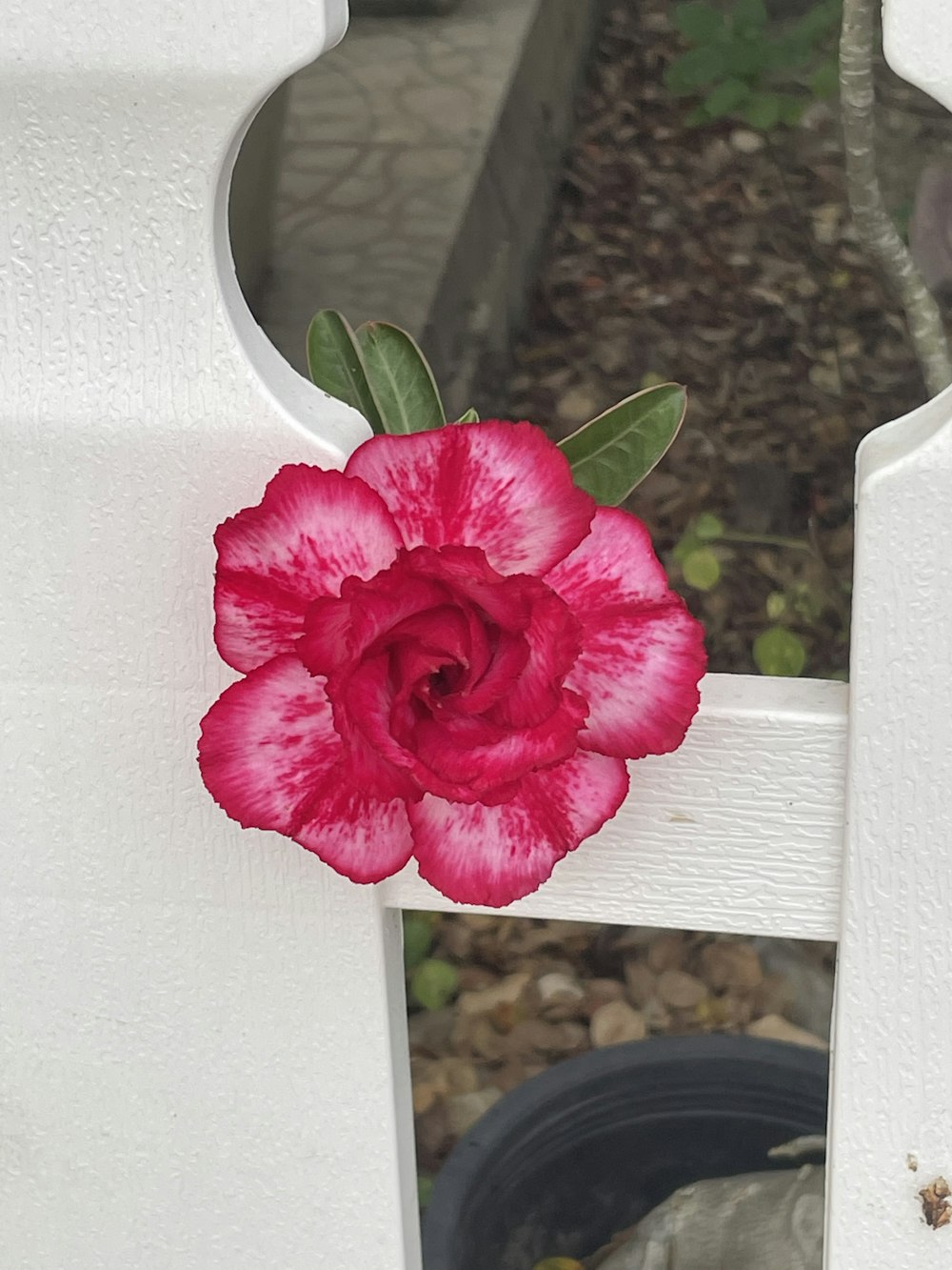 a pink flower sitting on top of a white fence