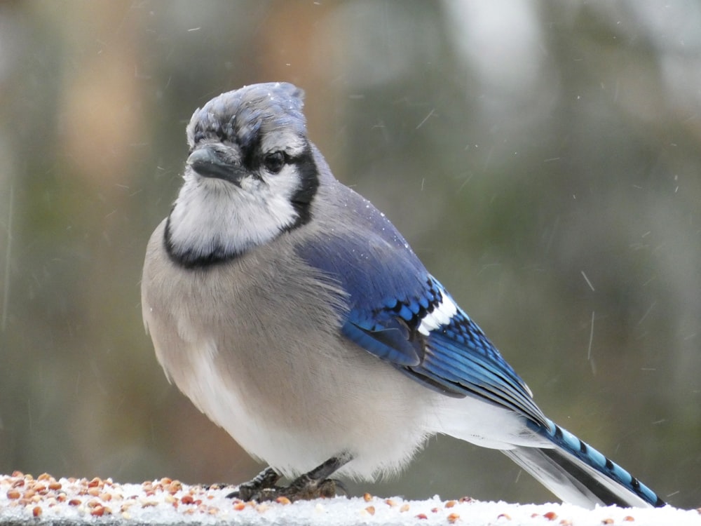 a blue and white bird sitting on a bird feeder