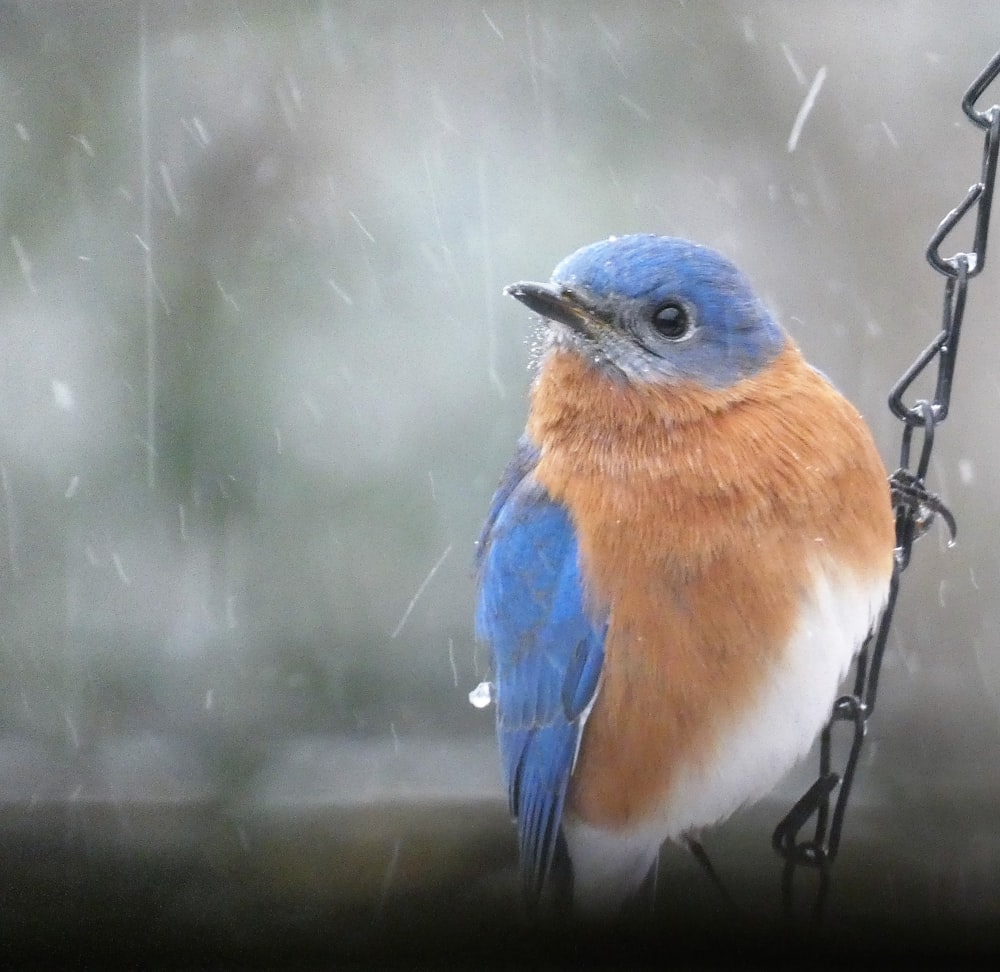 a blue and orange bird sitting on top of a bird feeder