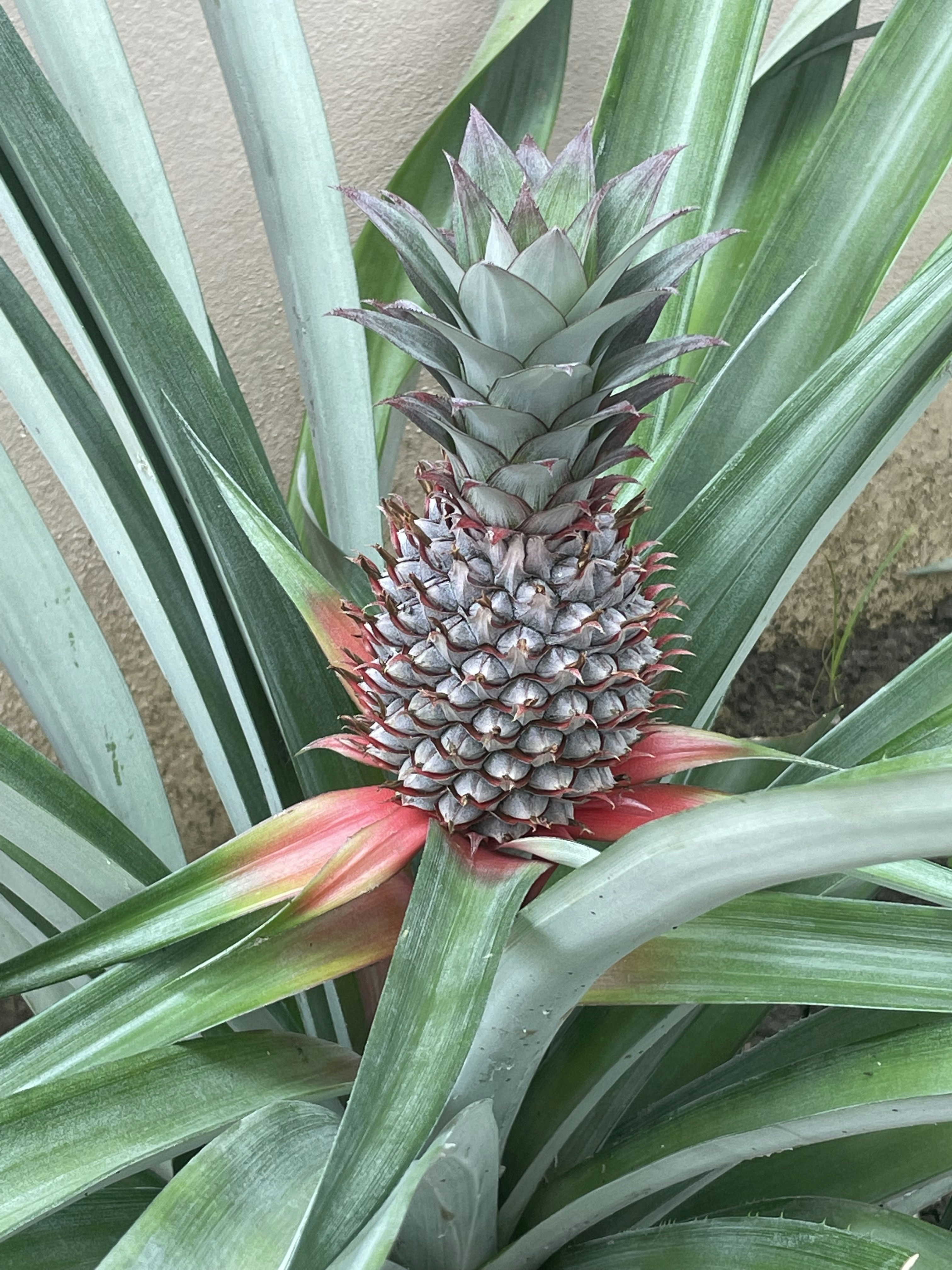 Eine Ananas wchst in einer Topfpflanze Foto  Kostenloses Bild zum Thema  Essen auf Unsplash