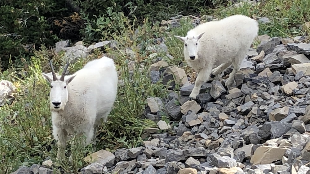 two mountain goats walking on a rocky hillside