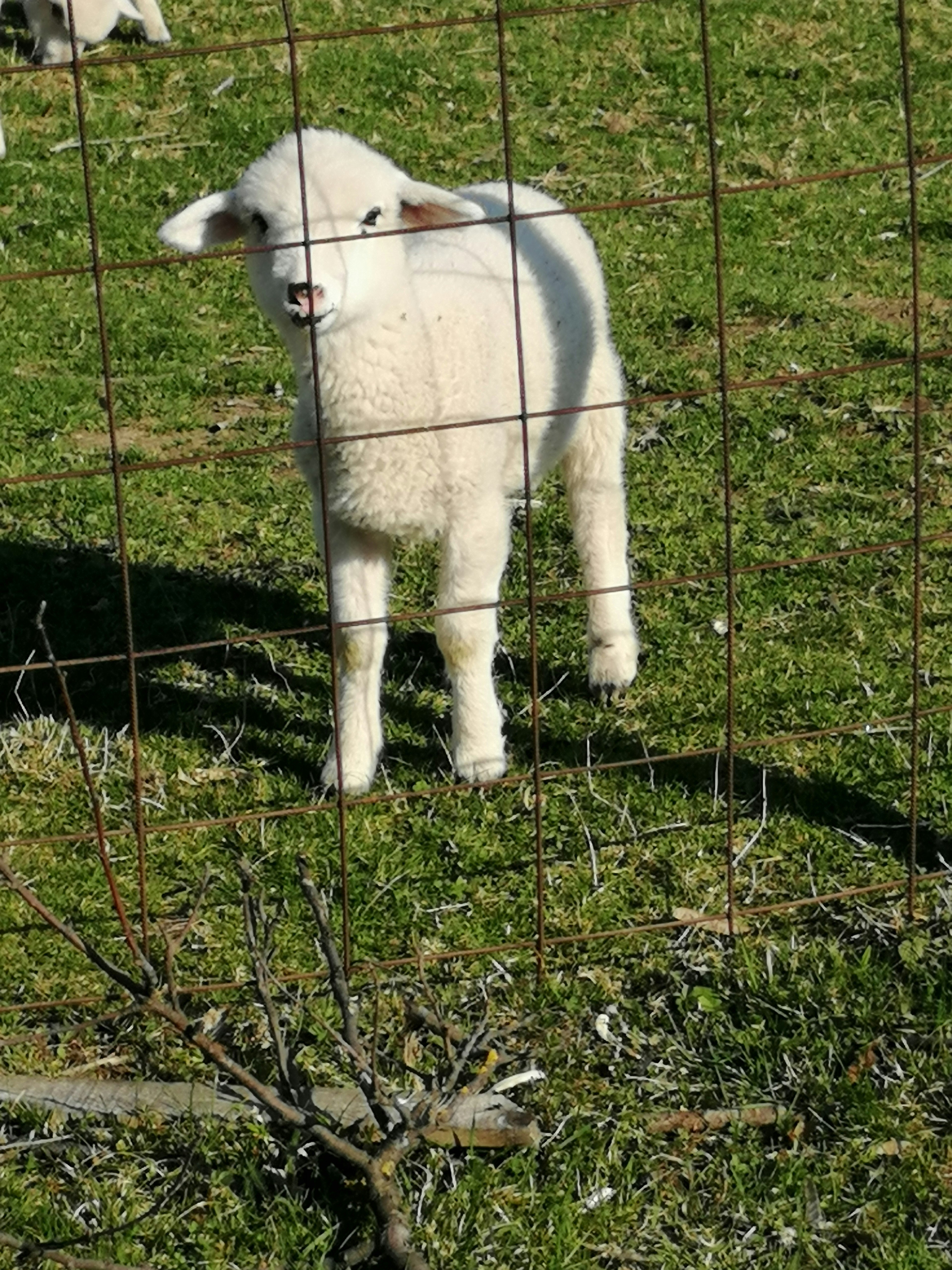 da ist ein schaf in meinem garten