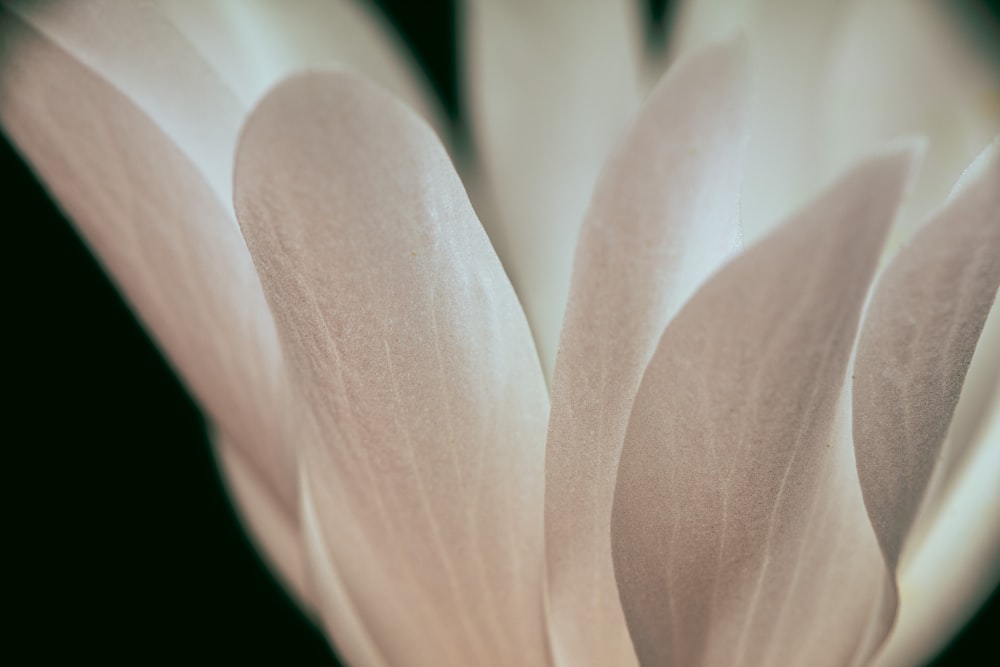um close up de uma flor branca com um fundo preto