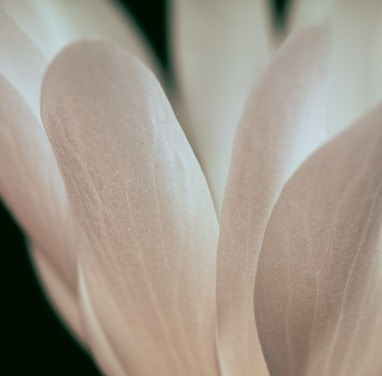 a close up of a white flower with a black background