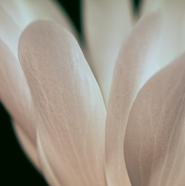 a close up of a white flower with a black background