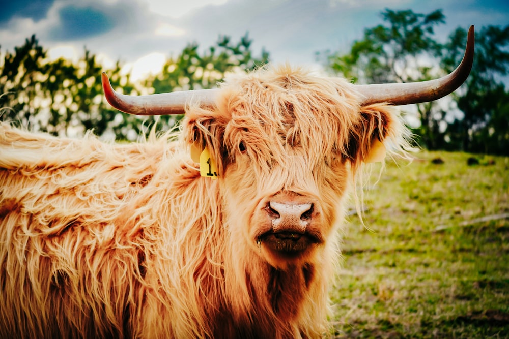 a long haired cow with large horns standing in a field