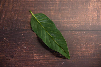 Close-up of a fresh green neem dattoon resting on a smooth natural wood surface, surrounded by soft cream-toned fabrics.
