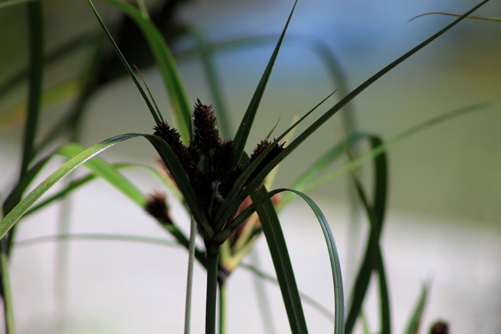 a close up of a plant with long green leaves