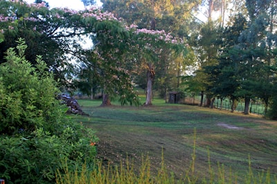 Backyard landscape maintenance