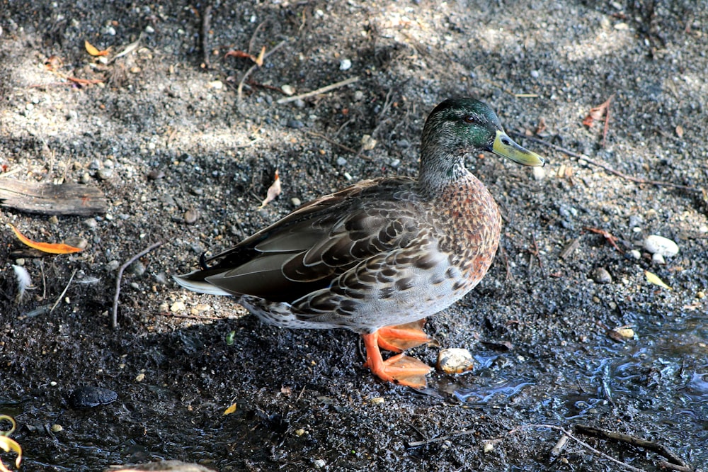 a duck standing on the ground in the dirt