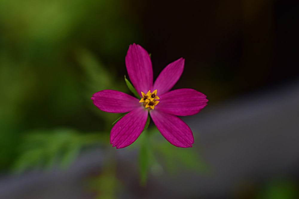 a pink flower with a yellow center sitting on top of a table
