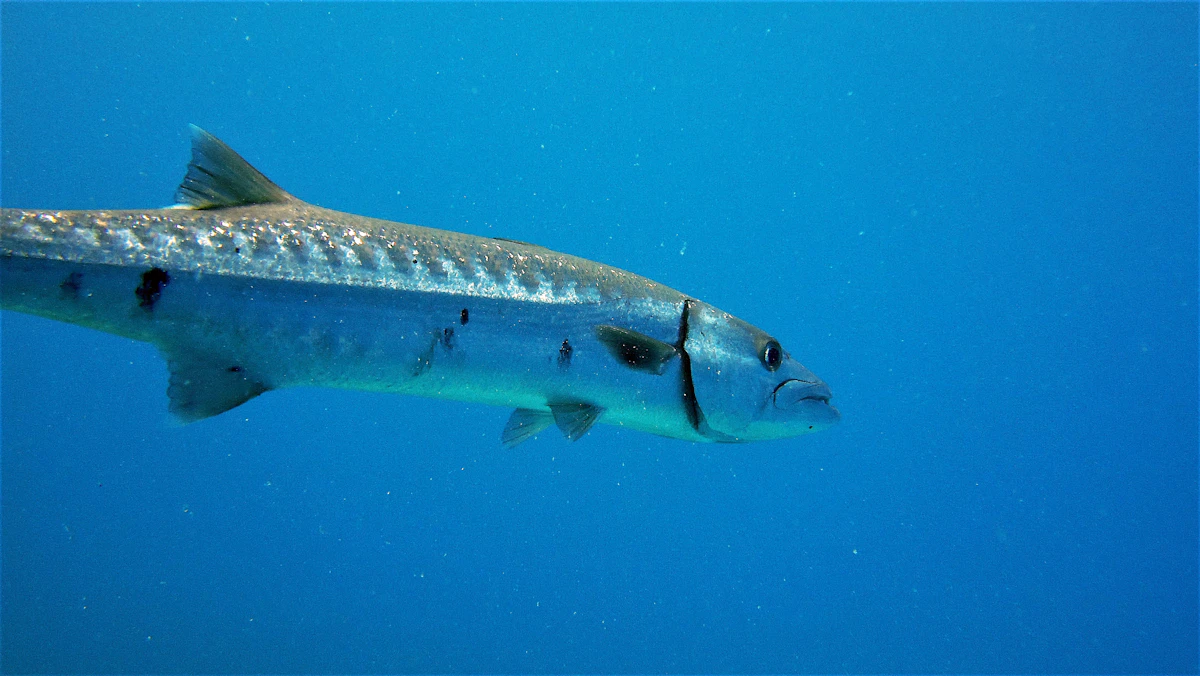 Silver mulloway fish underwater, viewed from the side