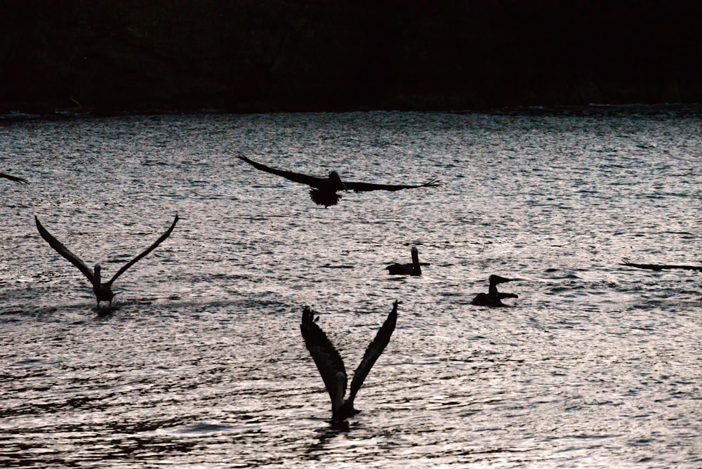 a flock of birds flying over a body of water