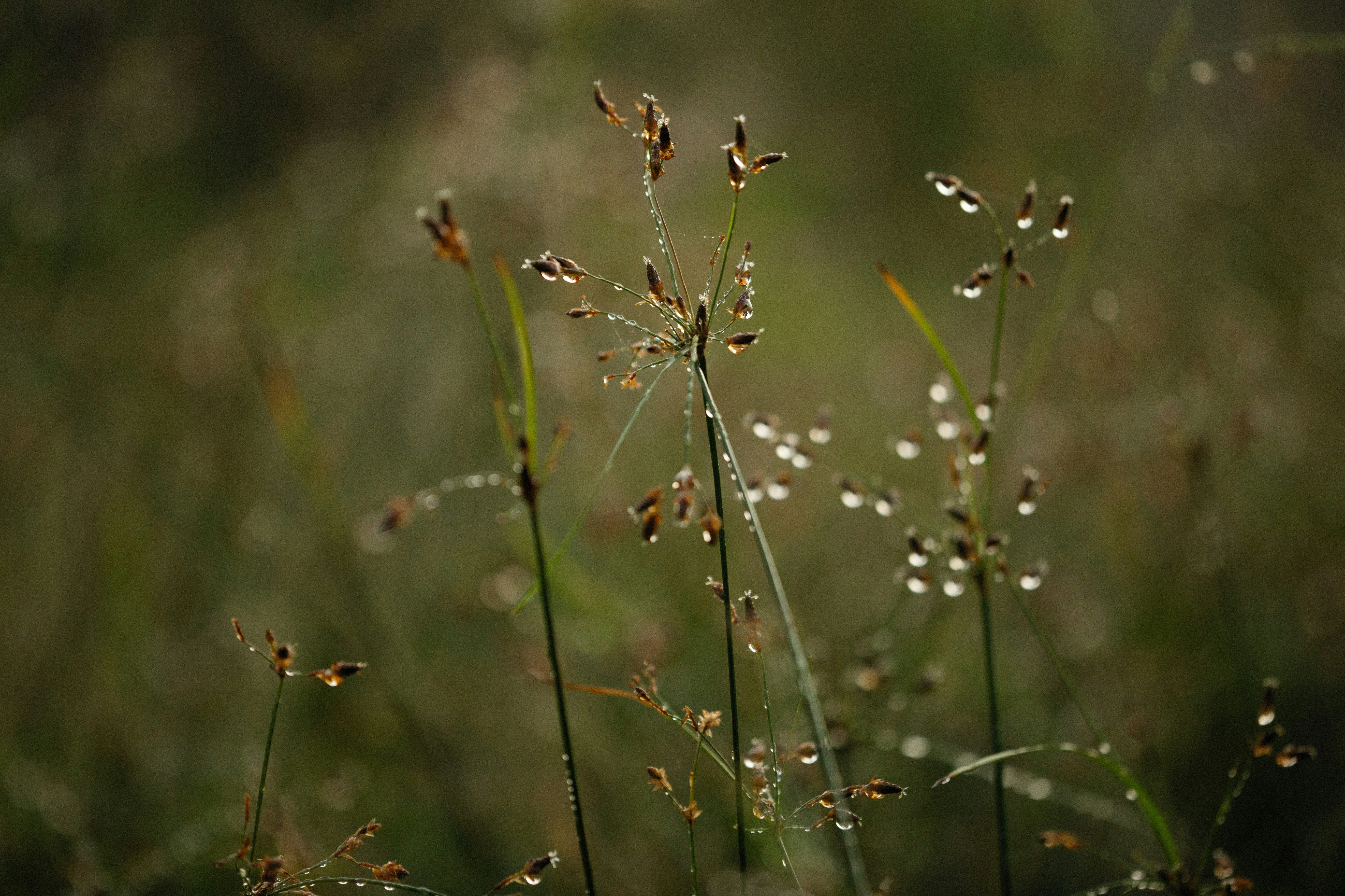 Photo by alexeydemidov