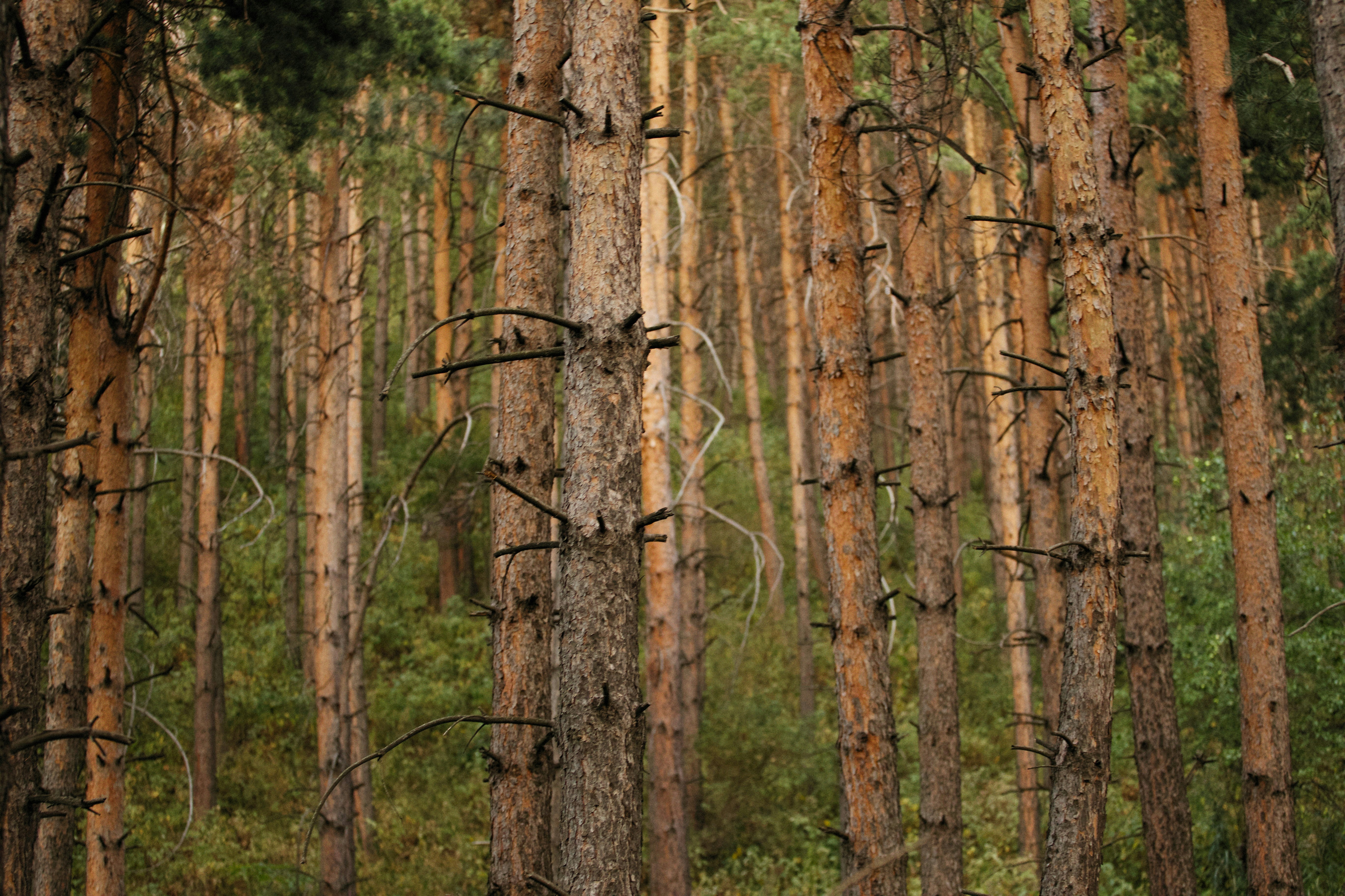 Photo by alexeydemidov