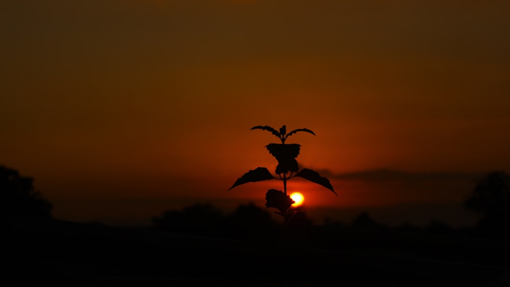 the sun is setting behind a silhouette of a plant