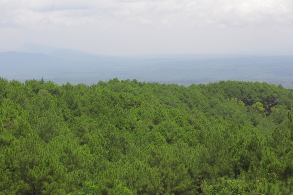 a forest filled with lots of green trees