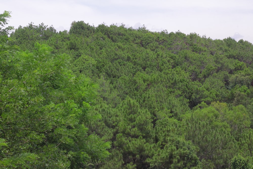 a lush green forest filled with lots of trees