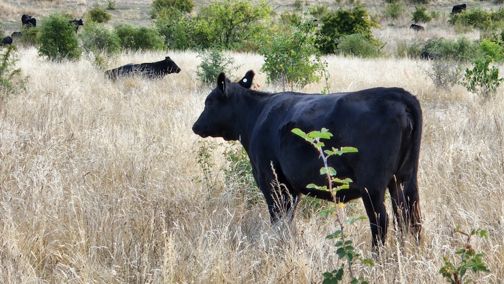 a black cow standing in a field of tall grass